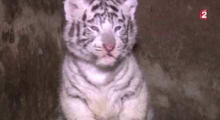Le zapping du 02/12 : Des bébés tigres trop choupinous