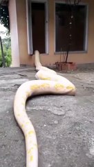 The Real White Snake Legend