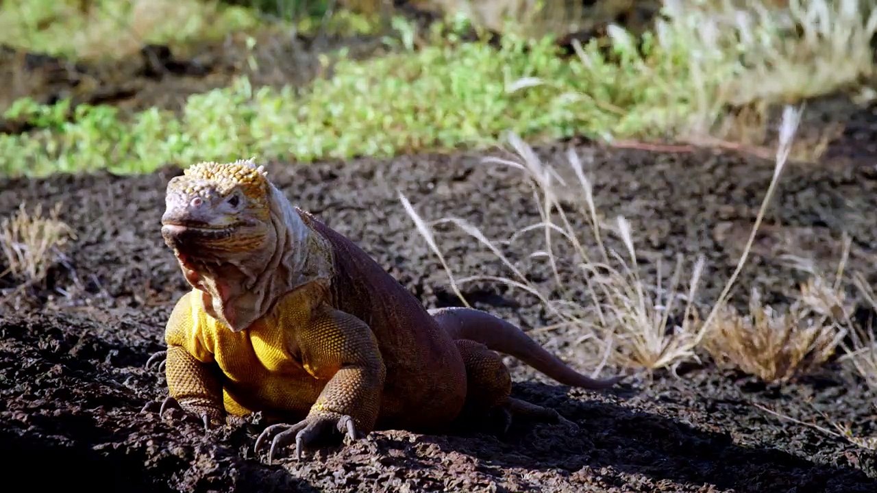 Galapagos 3D - Wunderland der Natur Trailer DF