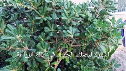 تعرف على البتسبورم نبات الزينة اللامع