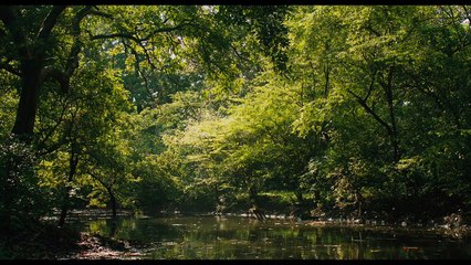 Im Reich der Affen Trailer (2) OV