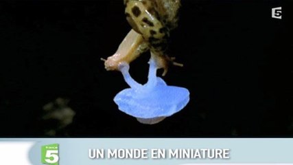 Zapping 07/06 : Quand des limaces copulent...