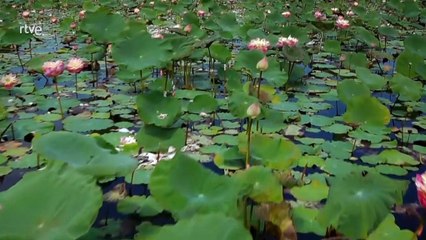 Tailandia salvaje - Episodio 2: Los contrastes del centro