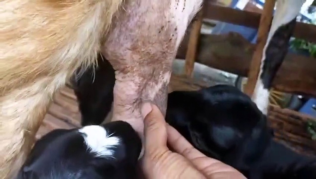 Cute goat