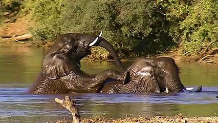 Symphonie der Tiere Trailer DF