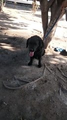 Cute Dog Video By Kingdom of Awais