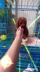 ❤❤POODLE ĐỰC NÂU ĐỎ CHÍCH NGỪA 2 MŨI - Tiny ❤️❤️