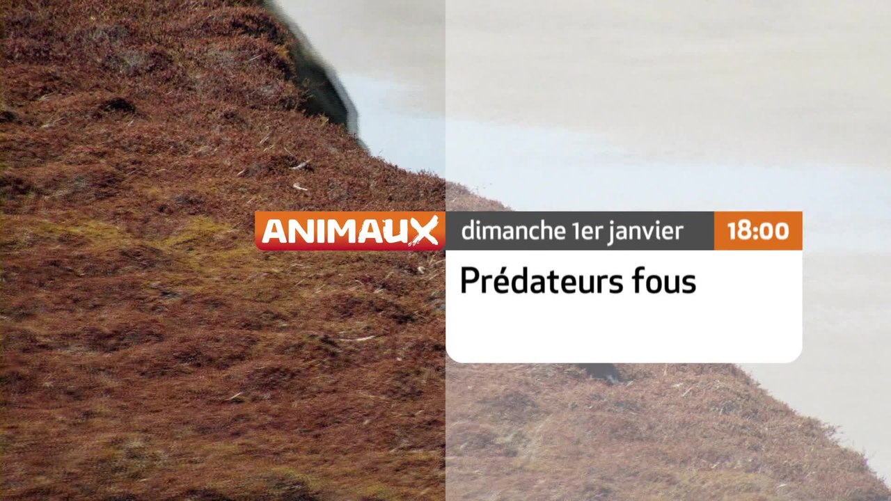 Prédateurs fous - 01/01/17