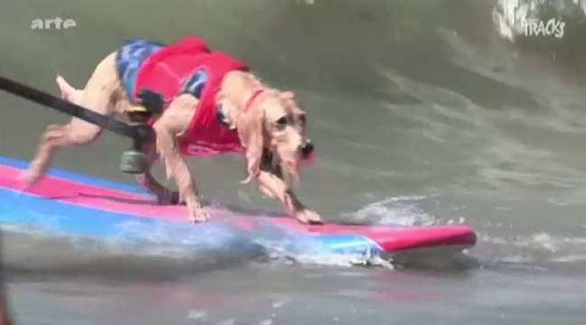 Le zapping du 23/11 : Insolite : Une compétition de toutous surfeurs