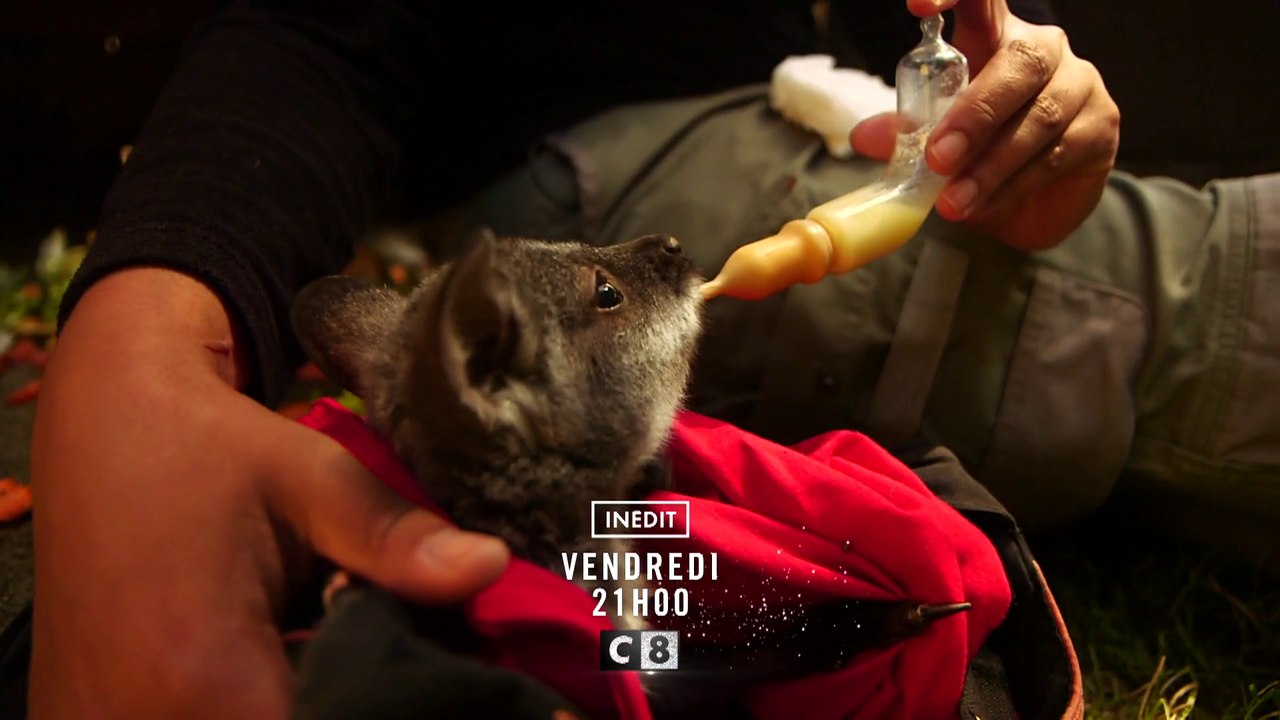 Les incroyables naissances des bébés animaux - c8