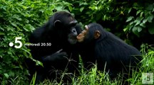 L'odyssée des primates - france 5 - 01 08 18