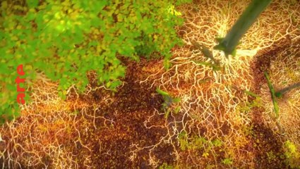 Le murmure de la forêt (arte) bande-annonce