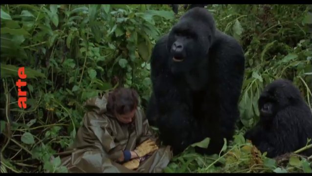 Gorilles dans la brume (arte) bande-annonce