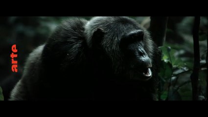 Ngogo : la guerre des singes (arte) bande-annonce