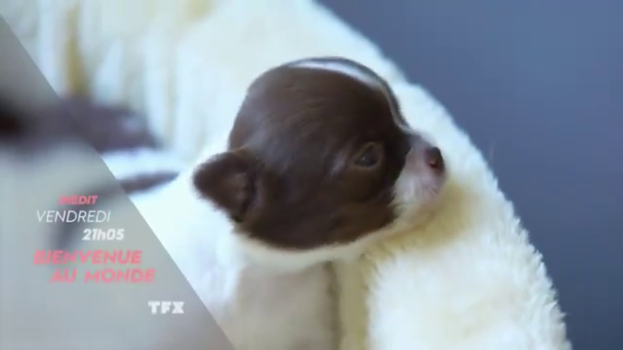 Bienvenue au monde (TFX) bébés chiots