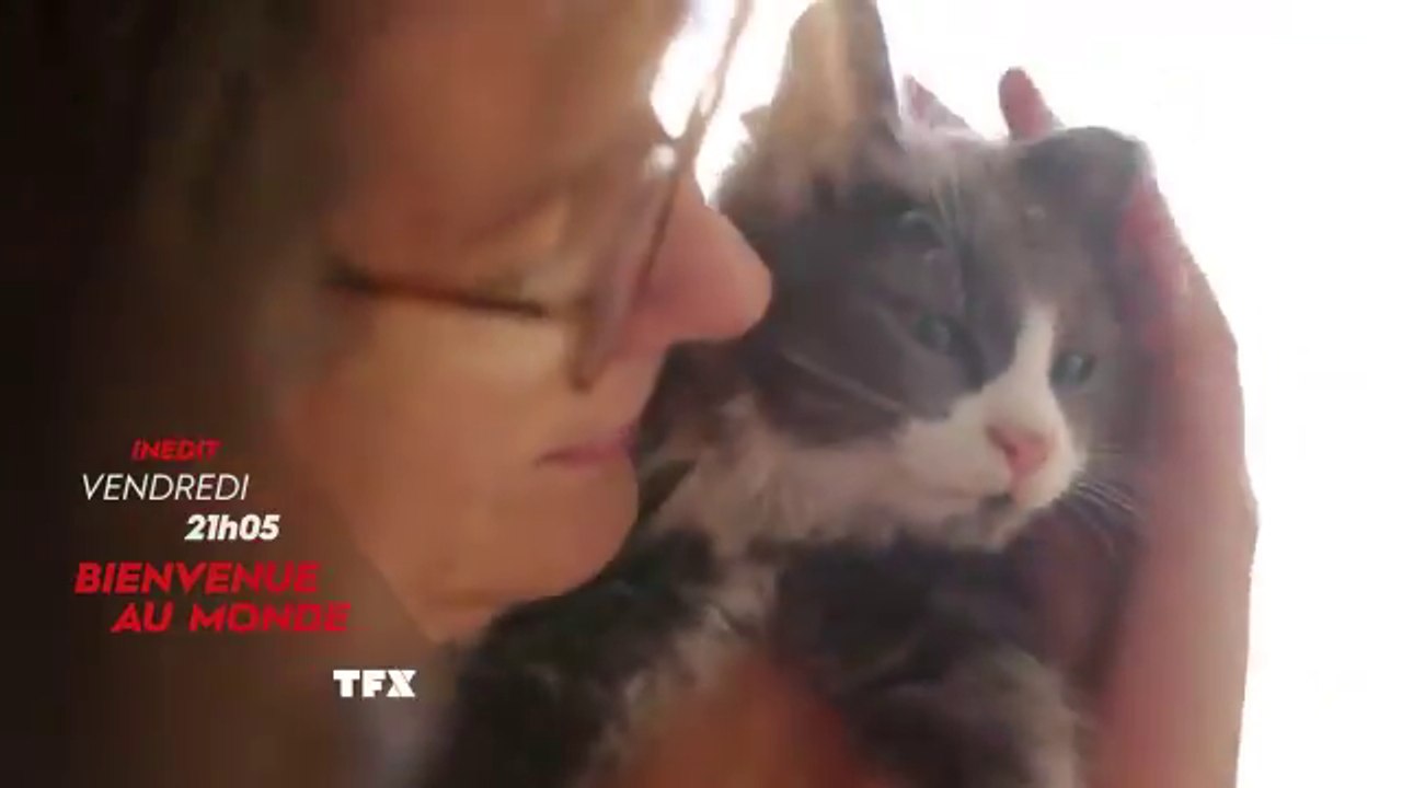 Bienvenue au monde (TFX) bébés chats