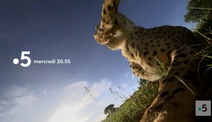 CAMERA A LA PATTE - Suricates, chimpanzés et manchots - france 5 - 18 07 18