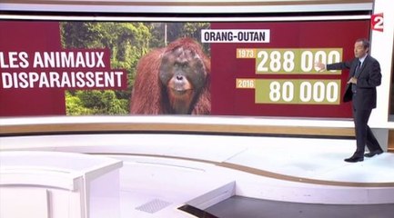 Le zapping du 12/07 : le déclin alarmant du nombre d'animaux sur Terre