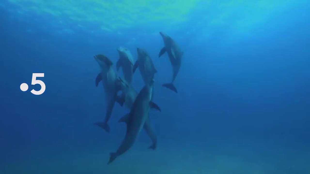 Caméras-espions chez les dauphins  - france 5