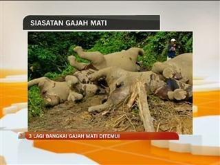 3 lagi bangkai gajah ditemui
