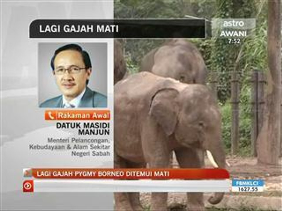 Lagi gajah Pygmy Borneo ditemui mati