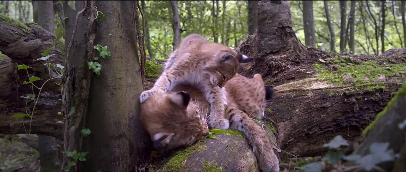 Unsere Wildnis Trailer DF