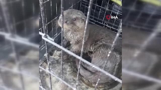 Kızılırmak kıyısında sokak köpeklerinin saldırısına uğrayan su samuru tedavi edildi