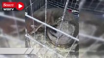 Sokak köpeklerinin yaraladığı su samuru tedavi edildi