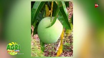 Australian Mangoes