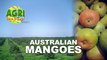 Australian Mangoes