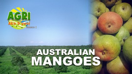Australian Mangoes
