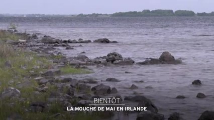 la Mouche de mai en Irlande - 15/12/16