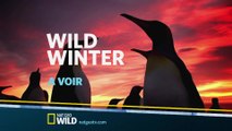 Wild Winter - Nat Geo Wild