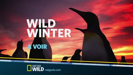 Wild Winter - Nat Geo Wild
