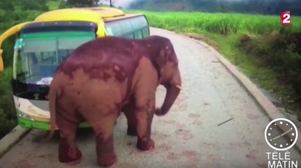 Le zapping du 13/12 : Des automobilistes attaqués par un éléphant