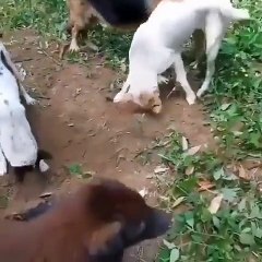 Những chú chó chôn cất cho người bạn bốn chân