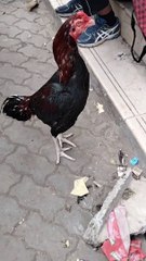 Rooster Video By Kingdom Of Awais