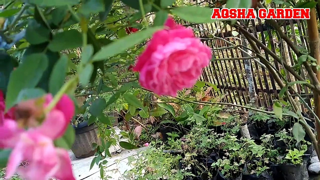 Louis Philippe Rose In At Aqsha Garden