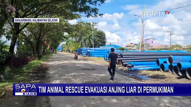 Dianggap Meresahkan, Tim Animal Rescue Evakuasi Kawanan Anjing Liar dari Kompleks PDAM Banjarmasin