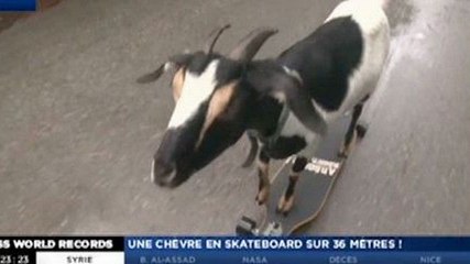 Zapping du 13/09 : une chèvre, reine du skateboard !