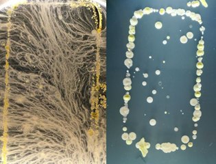 Votre smartphone plus contaminé que les WC, voici comment le nottoyer