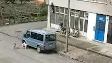 Sokak köpeklerinden kepenge tırmanarak kurtuldu; o anlar kamerada