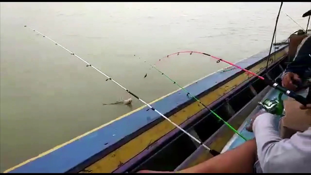 Fishing Prawns