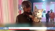 Zapping du 11/01 : Ce petit chien a eu droit à une fête d’anniversaire à 8 000 euros