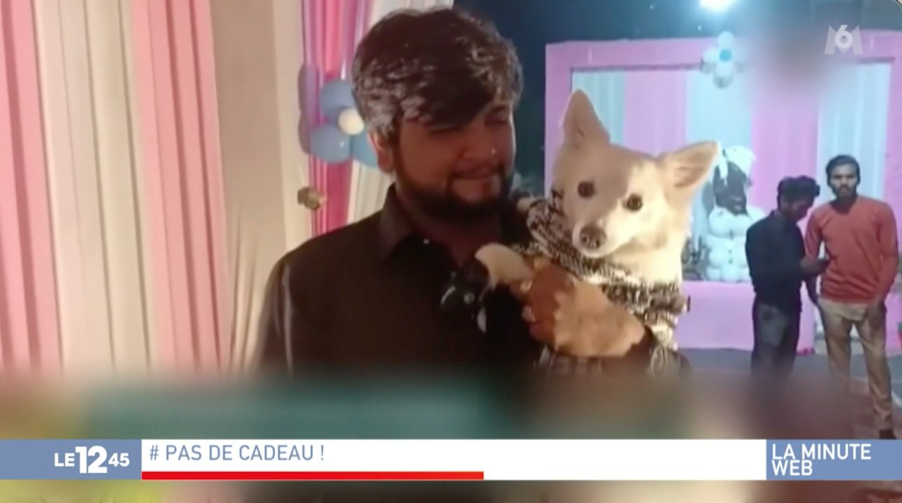 Zapping du 11/01 : Ce petit chien a eu droit à une fête d’anniversaire à 8 000 euros