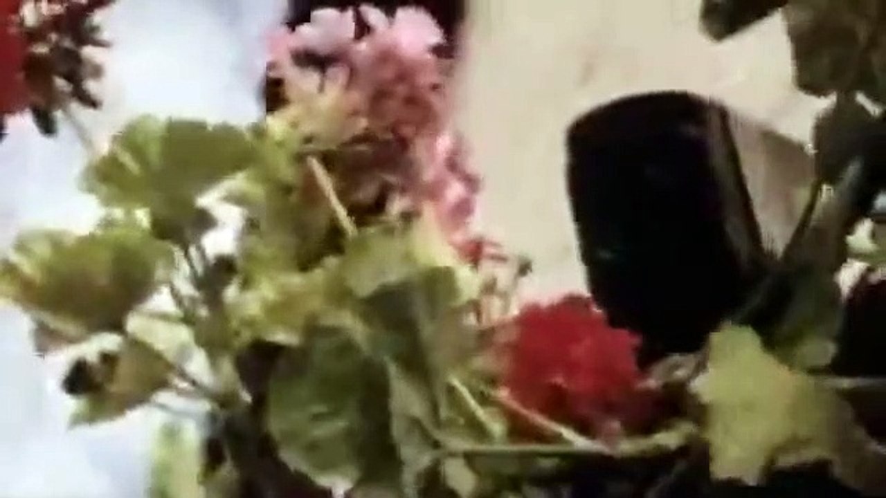 Chat noir chat blanc