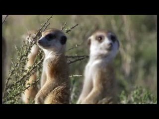 Die Königin der Erdmännchen Trailer DF