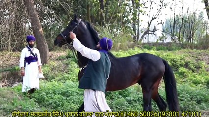 देखिए नाहिंग सिंह का चमत्कारी घोड़ा जिसका नाम तो आपने बहुत सुना लेकिन देखा नहीं