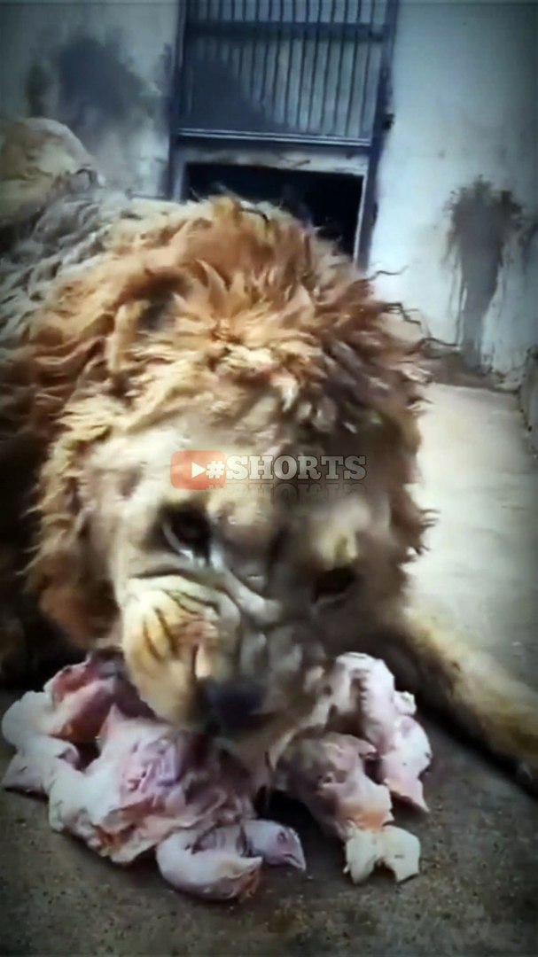 ⁣Why the king  always looks terror | #shorts | lion the king  | #whatsappstatus #attitudestatus #anim