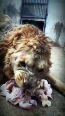 Why the king  always looks terror | #shorts | lion the king  | #whatsappstatus #attitudestatus #animals #trend #viral #trending